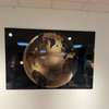 Mondi Art wereldbol goud wanddecoratie - Achter aanzicht