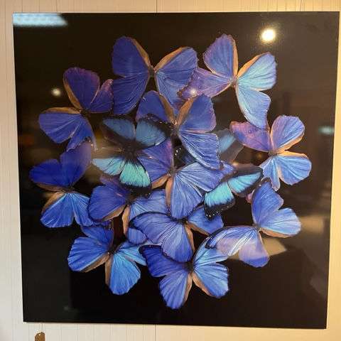 Mondi Art Vlinders wanddecoratie - Showroom