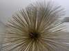Montel Prickle Bass XXL decoratie - Showroom