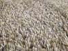 CS Rugs Sauvage vloerkleed - 255x300 - Details