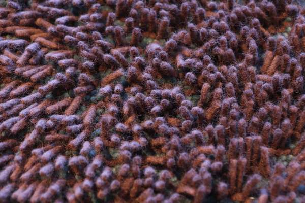 CS Rugs Forêt vloerkleed - 200x300 - Showroom